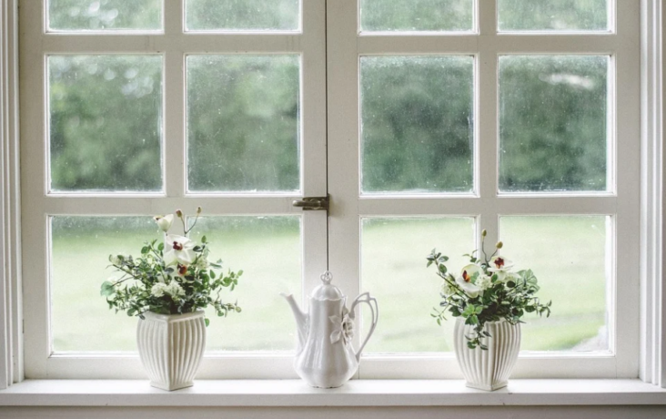 window and plants